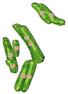 コース全体俯瞰図