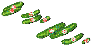 コース全体俯瞰図