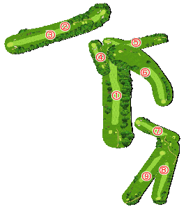 コース全体俯瞰図