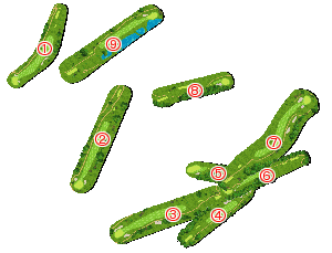 コース全体俯瞰図