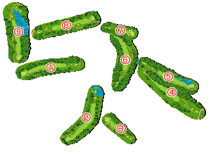 コース全体俯瞰図