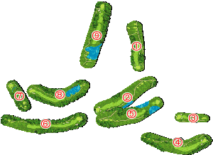 コース全体俯瞰図