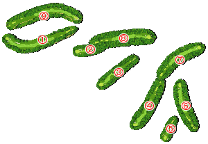 コース全体俯瞰図