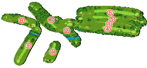 コース全体俯瞰図