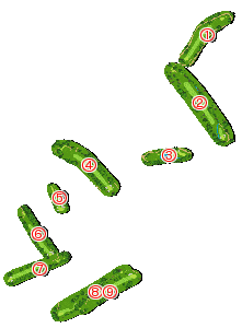 コース全体俯瞰図