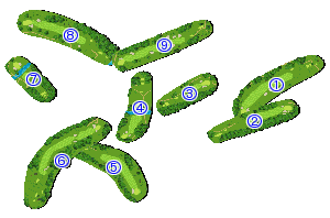 コース全体俯瞰図