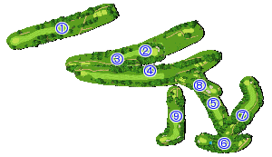 コース全体俯瞰図