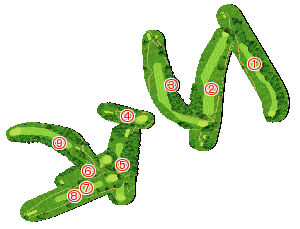 コース全体俯瞰図