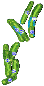 コース全体俯瞰図
