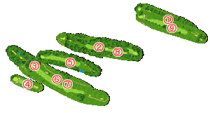 コース全体俯瞰図