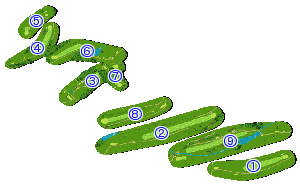 コース全体俯瞰図