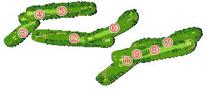 コース全体俯瞰図