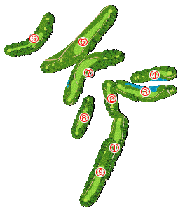 コース全体俯瞰図