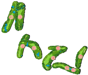 コース全体俯瞰図