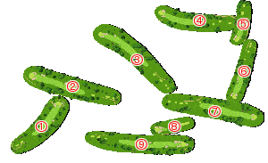 コース全体俯瞰図