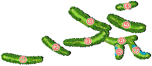 コース全体俯瞰図