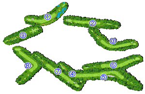コース全体俯瞰図