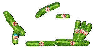 コース全体俯瞰図