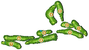 コース全体俯瞰図