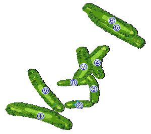 コース全体俯瞰図