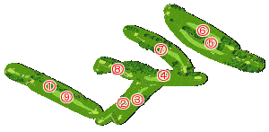 コース全体俯瞰図