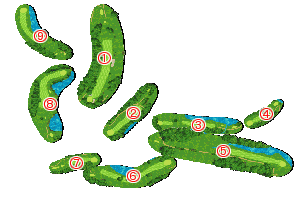 コース全体俯瞰図