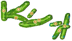 コース全体俯瞰図