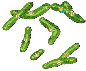 コース全体俯瞰図