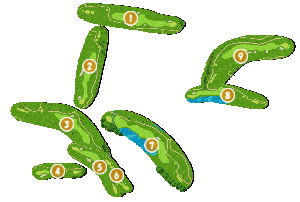 コース全体俯瞰図