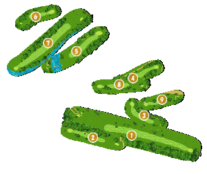 コース全体俯瞰図