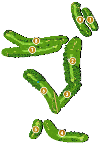 コース全体俯瞰図