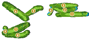 コース全体俯瞰図