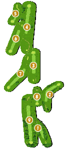 コース全体俯瞰図