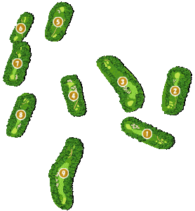 コース全体俯瞰図