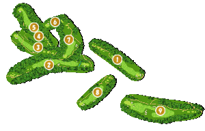 コース全体俯瞰図