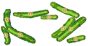 コース全体俯瞰図