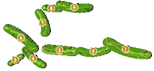 コース全体俯瞰図