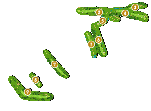 コース全体俯瞰図