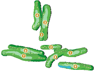 コース全体俯瞰図