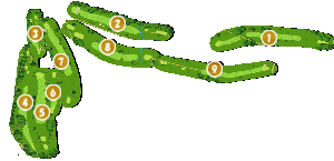 コース全体俯瞰図