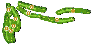 コース全体俯瞰図