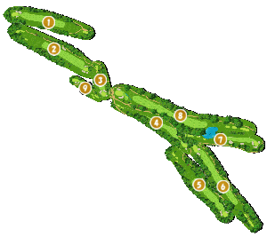 コース全体俯瞰図