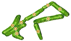 コース全体俯瞰図