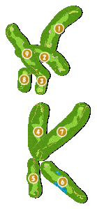 コース全体俯瞰図