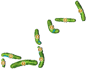 コース全体俯瞰図