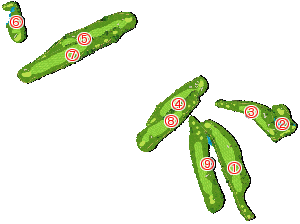 コース全体俯瞰図
