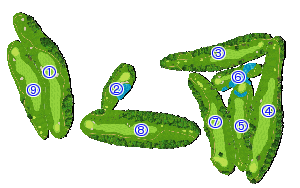 コース全体俯瞰図