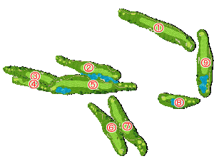 コース全体俯瞰図
