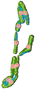 コース全体俯瞰図