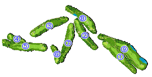 コース全体俯瞰図